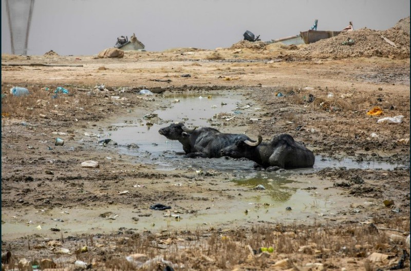 Buffaloes cool themselves in sewage water near the Shatt al-Arab River on the outskirts of the city Buffaloes cool themselves in sewage water near the Shatt al-Arab River on the outskirts of the city